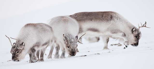 photo bouquetin des neiges